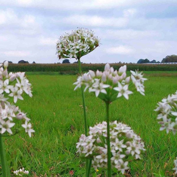 Allium Autumn Bee Attraction F1 Seed Online Sale - Image 5