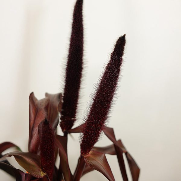 Ornamental Millet Copper Prince Seed Supply - Image 4