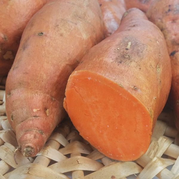 Sweet Potato Beauregard Online Hot Sale - Image 2