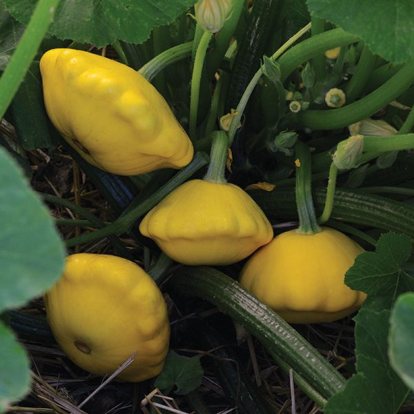 Squash Lemon Sun F1 Seed For Cheap - Image 3