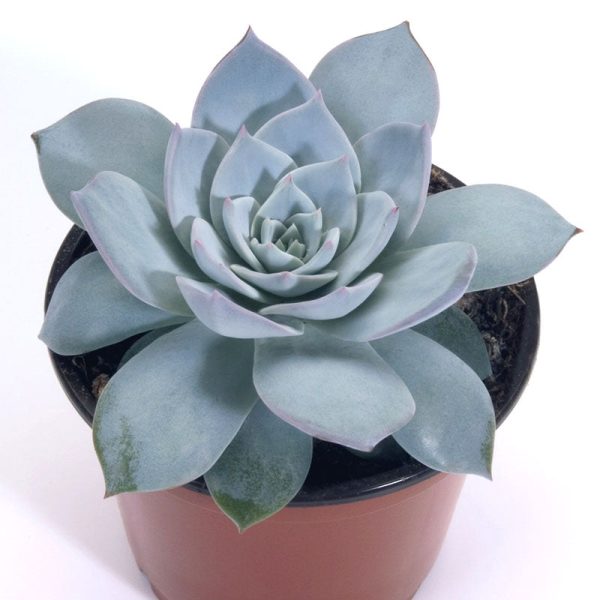 Echeveria Urban Orange Seed Discount