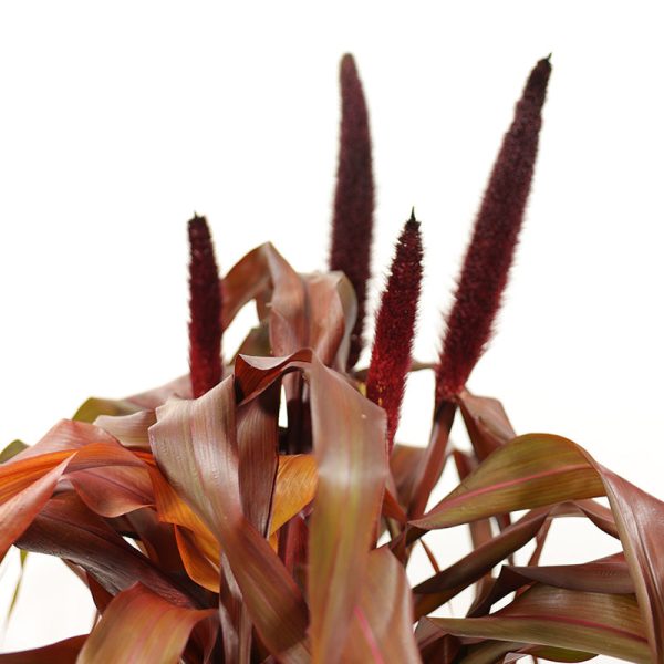 Ornamental Millet Copper Prince Seed Supply - Image 2