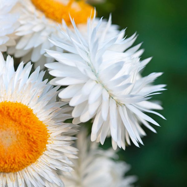 Strawflower King Silvery White Seed For Discount - Image 3