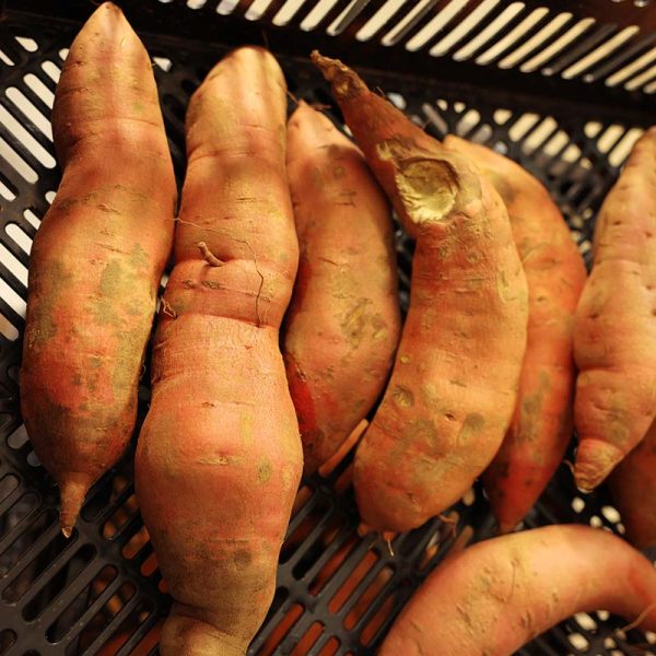 Sweet Potato Beauregard Online Hot Sale - Image 4