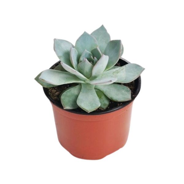Echeveria Urban Orange Seed Discount - Image 5