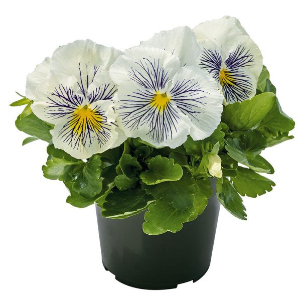 Viola Cats Plus White F1 Seed For Sale
