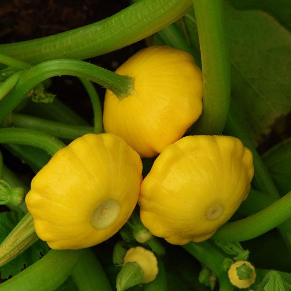Squash Lemon Sun F1 Seed For Cheap - Image 4