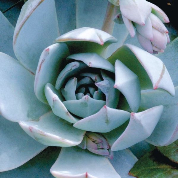 Echeveria Urban Orange Seed Discount - Image 2