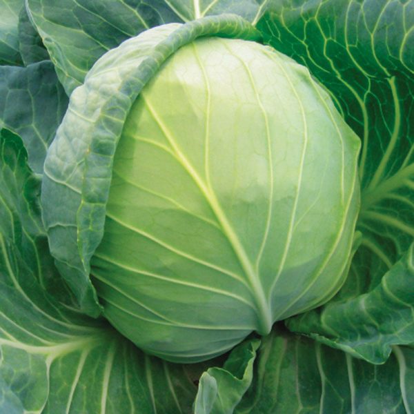 Cabbage Bourbon F1 Seed Sale - Image 2