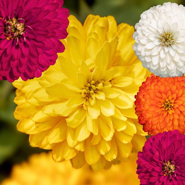 Zinnia Zydeco Mix  Seed For Sale - Image 2