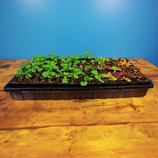 Dome and Tray Combo Online now - Image 4