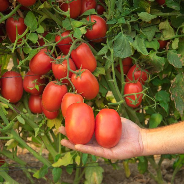 Tomato Atrevido F1 Seed on Sale
