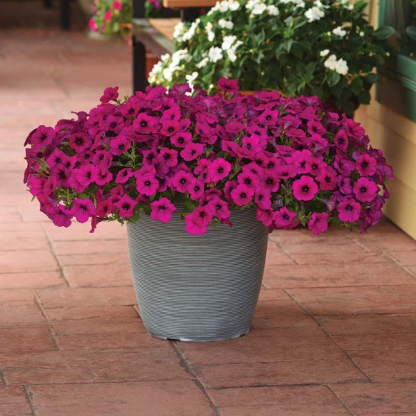 Petunia Wave Purple Classic F1 Seed Online now