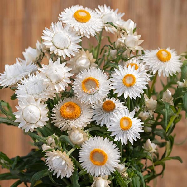 Strawflower King Silvery White Seed For Discount