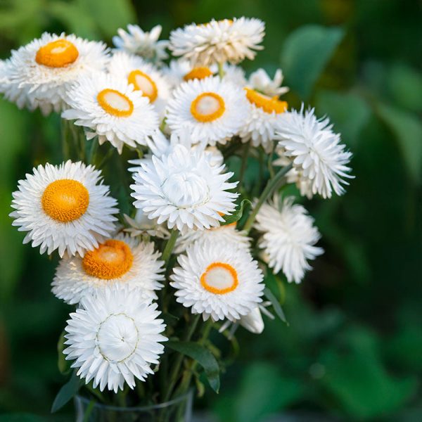 Strawflower King Silvery White Seed For Discount - Image 2