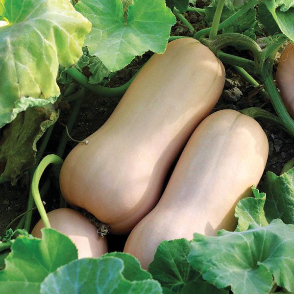Squash Polaris F1 Seed For Discount - Image 2