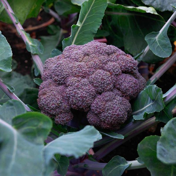 Broccoli Purple Magic F1 Seed Hot on Sale