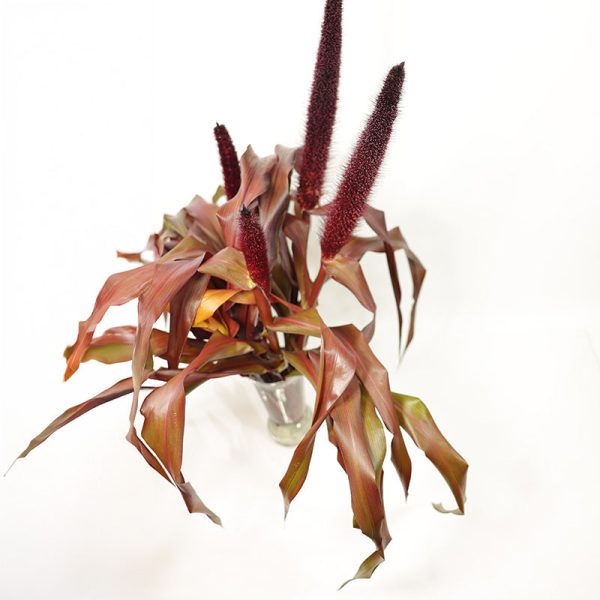 Ornamental Millet Copper Prince Seed Supply
