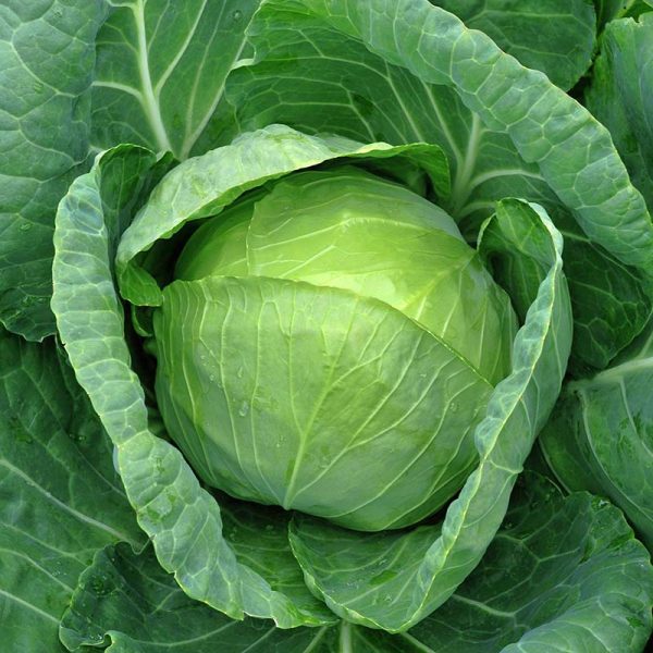 Cabbage Bourbon F1 Seed Sale
